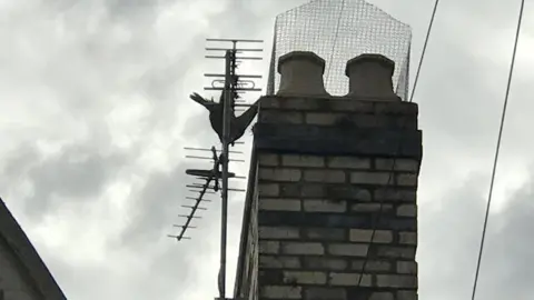 RSPCA Cymru The peregrine falcon hanging upside down from a television aerial