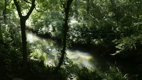 Carolyn Lefley woodland area