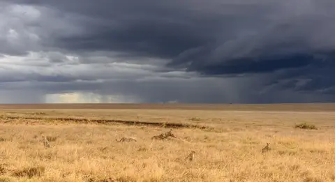 Fred Vogt Cheetahs on a plain under stormy clouds