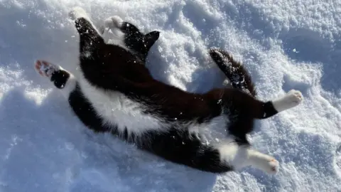 Tohono/BBC Weather Watchers Cat in snow