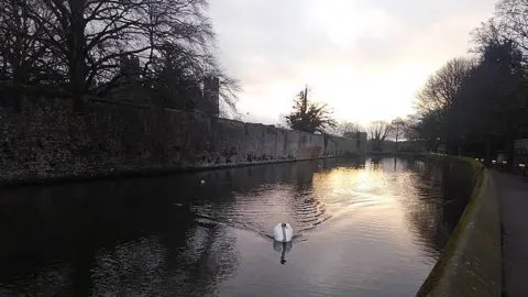 Bishop's Palace Wynn the swan