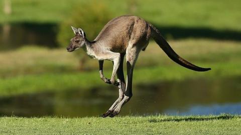 Kangaroos attacking carrot-bearing tourists spark warnings - BBC News