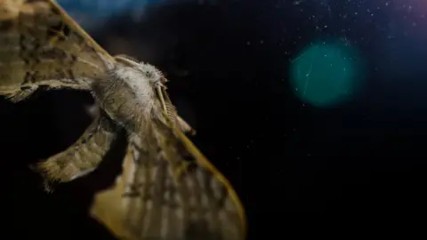 Getty Images A moth