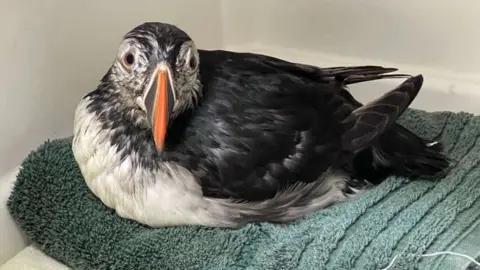 GSPCA A photo of Pedro