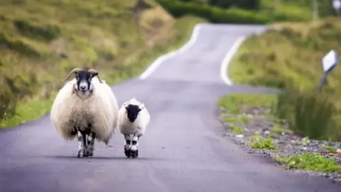 BBC Sheep