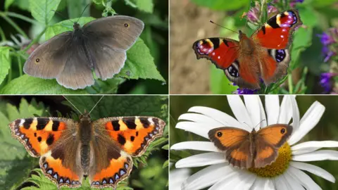 Butterfly Conservation Clockwise (from top left) The Meadow Brown, Peacock, Gatekeeper and Small Tortoiseshell