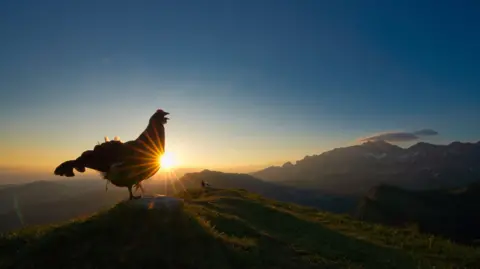 Levi Fitze / Bird Photographer of the Year Black grouse