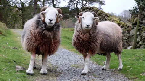 Herdwick sheep