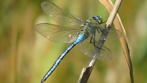 Getty Images Emperor dragonfly