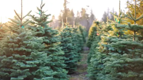 Getty Images Row of Christmas trees
