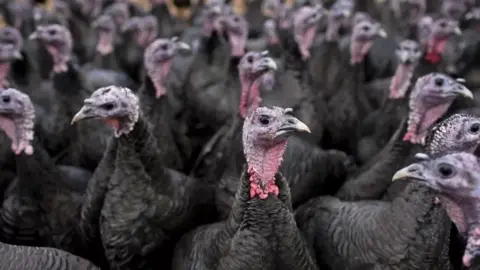 Getty Images Turkeys