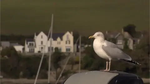 BBC A herring gull