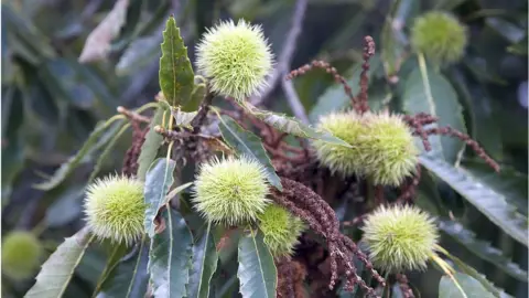Getty Images Sweet chestnut leaves and nuts