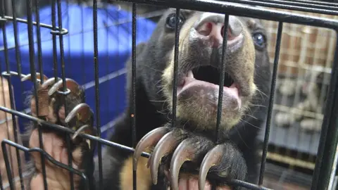 Getty Images Rescued sun bear in Indonesia