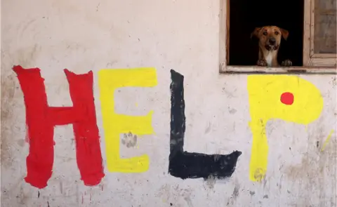 Reuters A dog look out of a hatch. Below it, the word 'help' is daubed on the wall in paint.
