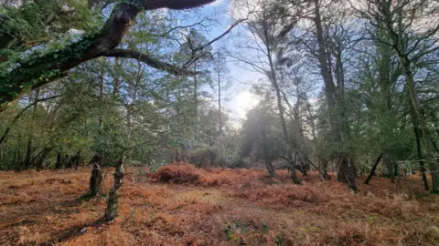 Little Nellie The sun peeping through the woodland at Stoney Cross, as taken by Weather Watcher Little Nellie