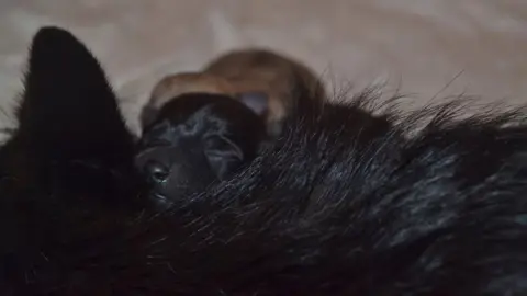 Fenland Animal Rescue Puppy