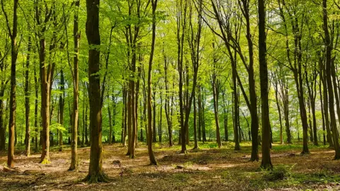 Getty Images Woodland