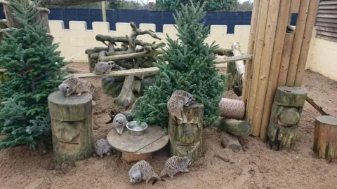 Suffolk Owl Sanctuary Meerkats at the owl sanctuary