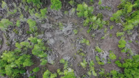 Bare patch of forest seen from overhead