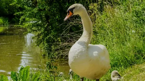BBC Weather Watchers/ Paul SG A swan in Nuneaton, Warwickshire, photographed on the warmest day of the year so far