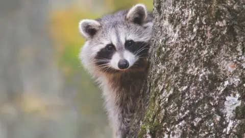 Getty Images A small raccoon perched on the side of a tree looks into the lens of the camera.