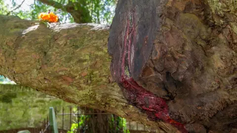 WTML/ Rory Francis The bleeding yew, St Brynach's Church, Nevern, Pembrokeshire