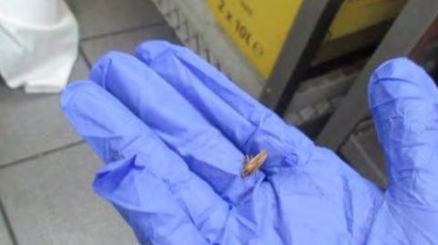 Cockroach on a hand covered in blue plastic glove
