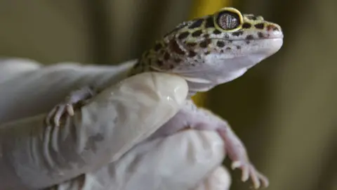 Getty Images Yellow leopard gecko