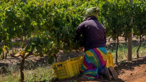 Getty Images A woman, dressed in a black shirt and multicoloured skirt, is seen picking grapes at a vineyard. Next to her is a yellow crate where the picked grapes are being placed.