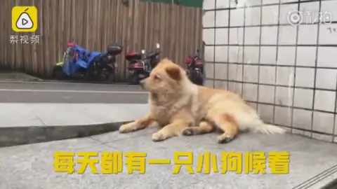 PEAR VIDEO Xiongxiong the loyal dog