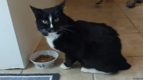 Trevor Smee Bert the cat eating some food