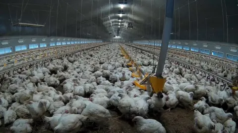 Animal Equality Chickens at a farm