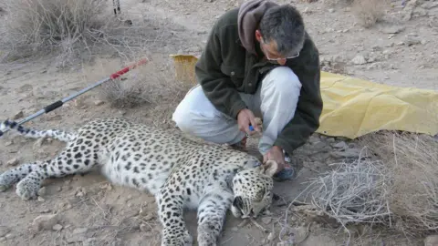 Chris Walzer A sedated Persian leopard is checked by Houman Jokar, a member of the Persian Wildlife Heritage Foundation (PWHF)