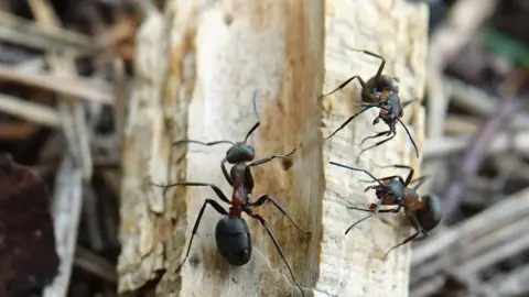 Three ants crawling on a tree