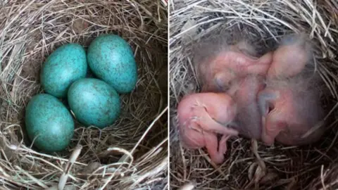 Emma Baker Bird's eggs and baby birds