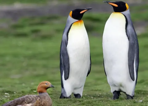 Getty Images Penguins