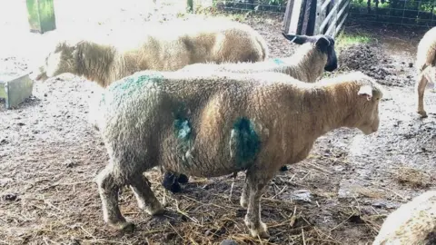Totnes Police/Facebook Attacked sheep. Pic: Totnes Police/Facebook