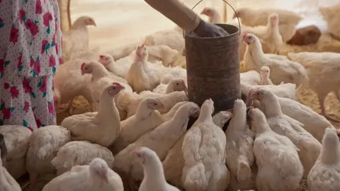 Getty Images Chickens gather to eat as their owner outs grain into the feeder in a wooden barn in Manica village, Manica District, Mozambique.
