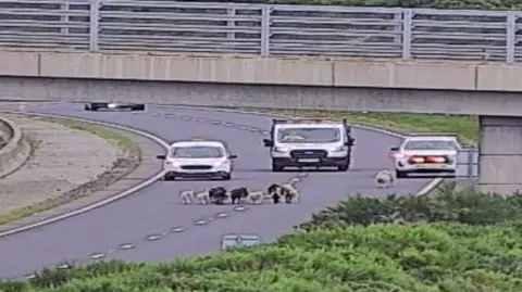 A road camera image of sheep on the dual carriageway of the 
