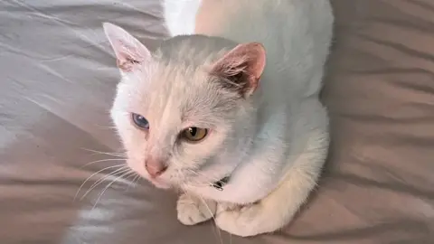 Caitlin Dolan Caitlin Dolan's cat Precious