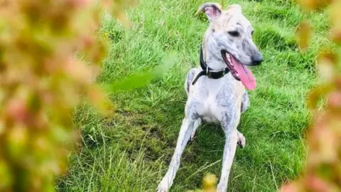 Becky Roberts Betsy the lurcher