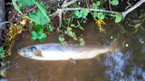 ROSS-ON-WYE ANGLING CLUB Dead fish