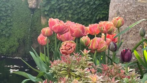BBC Tulips at Iford Manor 