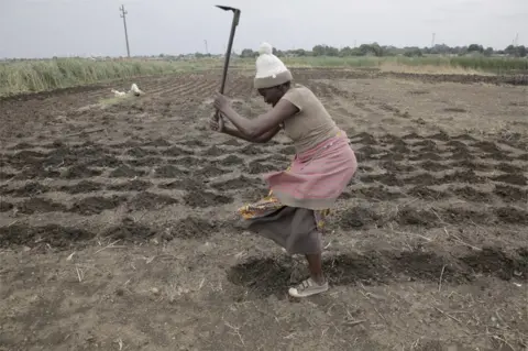 EPA A woman tills the land for maize planting in a peri-urban field in the township of Kuwadzana, Harare, 09 November 2022. Maize planting throughout the country has begun and farmers are expecting a bumper harvest. Maize is Zimbabwe"s main staple crop.