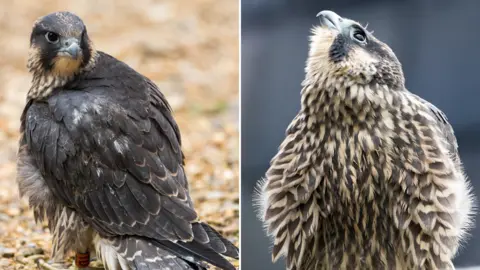 Chris Skipper Peregrine chick, Norwich Cathedral