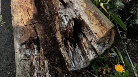 Newton Abbot Town Council A close up of rotten timber. The wood is broken and a grey colour in places. Around the wood is leaves.