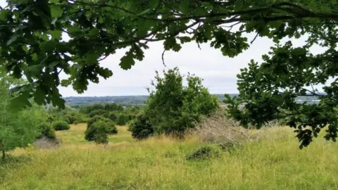 Pincents Hill Against Development A general view picture of Pincents Hill, a green area with trees, bushes and grasses.