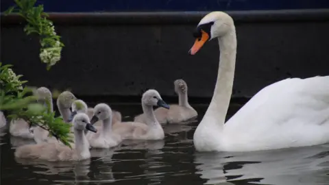 Christine Crook Swans in Abingdon