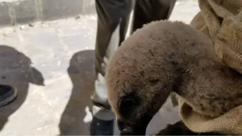 Hisham al-Hoot Nelson